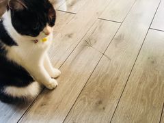 -海边的猫和咖啡馆