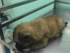 -中农大我爱我爱24h动物医院·中医针灸·猫专科·骨科医疗中心(双井店)