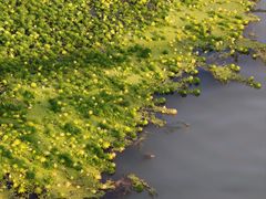 -桤木河湿地公园