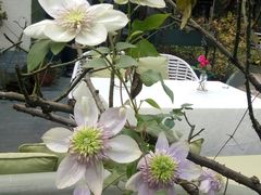 -三圣花乡旅游区