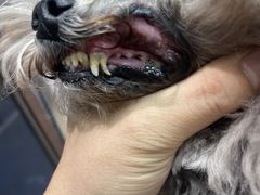 -FAELING PETS美天灵宠物(富力广场店)