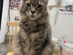 -楼上猫咖(罗湖店)