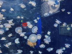 -太平洋海底世界