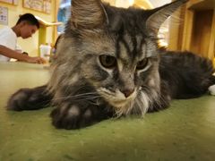 -猫和宫(六道口店)