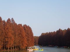 -上海海湾国家森林公园