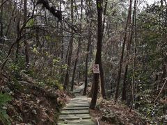 -铁山坪森林公园