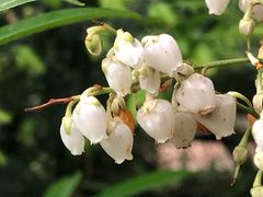 -南山植物园
