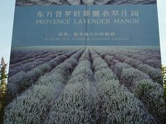 -北京东方普罗旺斯薰衣草庄园