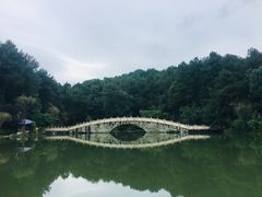 -铁山坪森林公园