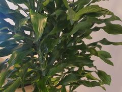 -铭轩中餐厅·海南菜·粤菜(亚龙湾瑞吉店)