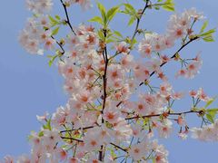 -顾村公园