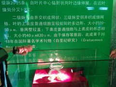 -嘉荫恐龙国家地质公园