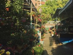 -曲阳花鸟市场(曲阳路店)
