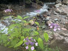 -西岭雪山大飞水景区