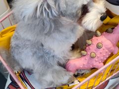 -萌兽医馆·眼科·异宠专科(三里屯店)