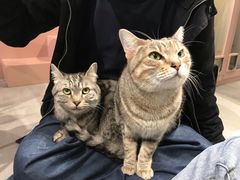 -猫儿山۰猫主题餐厅