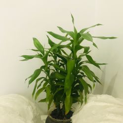 -紫御国际抗衰ZOE ANTI AGING