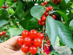 -樱桃山旅游景区