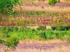 -盐城丹顶鹤湿地生态旅游区