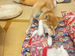 -柴迷FANS CLUB·柴犬狗咖·猫咖