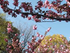 -高东镇樱花园