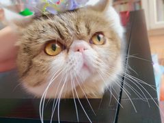 -猫大福·Fortune Cat猫舍(百子湾店)