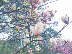 -铁山坪森林公园