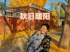 -三里屯东五街银杏大道