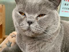 -猫小院猫主题咖啡厅(北锣店)