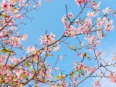 -天适樱花悠乐园