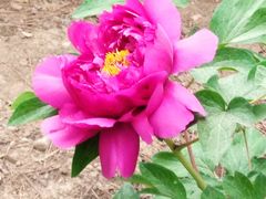 -国家植物园南园