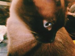 -猫色咖啡·猫咖