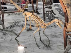 -国家自然博物馆