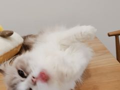 -有喵·猫咖·狗咖·30几只猫10只小狗(岗厦店)