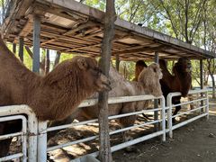-长白岛森林公园