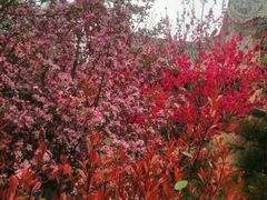 -渭南桃花源民俗文化园