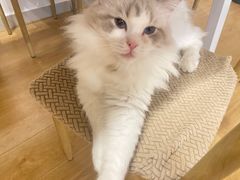 -有喵·猫咖·狗咖·30几只猫10只小狗(岗厦店)