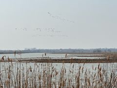 -盐城丹顶鹤湿地生态旅游区