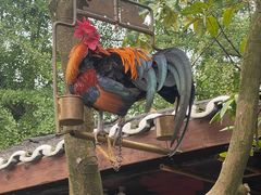 -青城甲(青城山店)