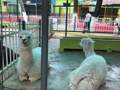 -荆州中山公园动物园