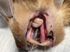 -萌兽医馆·犬猫专科·眼科中心·宠物医院(朝阳门分院)