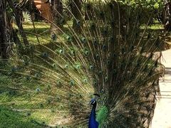 -云南勐巴娜西珍奇园