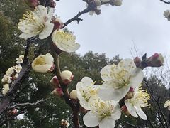-无锡梅园公园