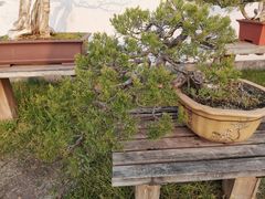 -扬州大运河文化旅游度假区·盆景园