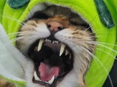 -爱洗澡的猫(望京店)