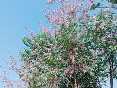 -映月湖公园