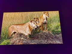 -罗红摄影艺术馆