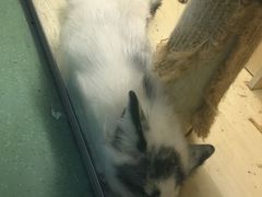 -藦茜花园宠物主题亲子互动体验馆(国顺东路店)