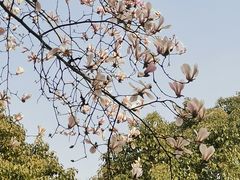 -上海吴淞炮台湾国家湿地公园