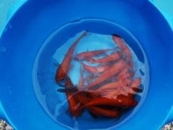 -可可天空农场(中大店)